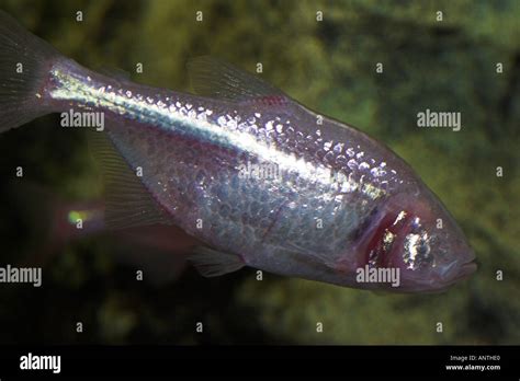 cave fish|The cavefish Astyanax mexicanus .